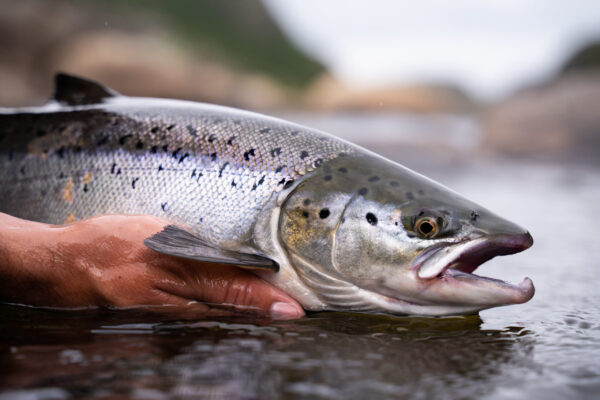 Salmone pescato