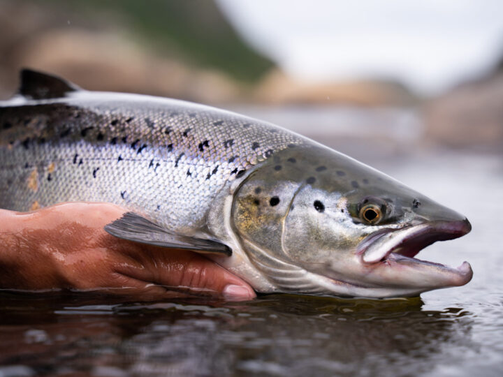 Pesce fresco: 6 trucchi per riconoscerlo al volo!