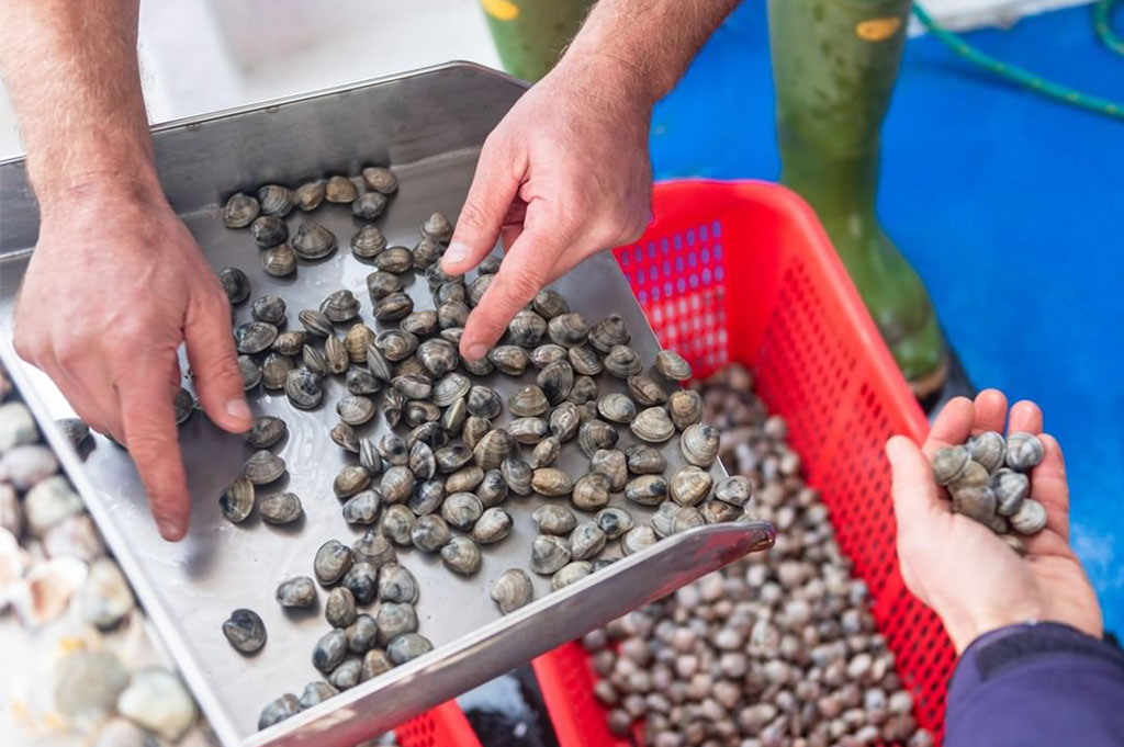 Selezione delle vongole dell'Adriatico